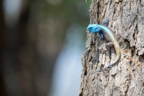 Lézard Agama bleu sur un tronc d'arbre, vue rapprochée, mise au point sélective — Photo de stock