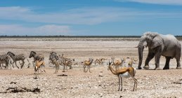 Elefantes, springbok e gnus no deserto, Parque Nacional de Etosha, Namíbia — Fotografia de Stock