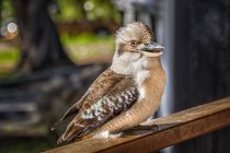 Kookaburra птах сидить на перил, проти розмитого фону — стокове фото