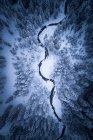 Vista aérea de floresta de pinheiro com pequeno rio no inverno — Fotografia de Stock
