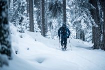 Mann Schneeschuhwanderung durch Winterwald, zauchensee, salzburg, Österreich — Stockfoto