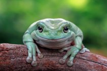 Портрет жаби, що сидить на дереві, розмитий фон — стокове фото