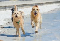 Quatre chiens mouillés qui courent sur la plage — Photo de stock