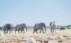 Quatro elefantes caminhando no mato, panela Nxai, Botsuana — Fotografia de Stock