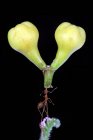 Formica su un fiore che porta un germoglio, Indonesia — Foto stock