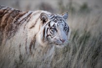 Ritratto di una tigre bianca, Sudafrica — Foto stock