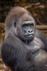 Портрет гориллы Silverback из западной низменности — стоковое фото