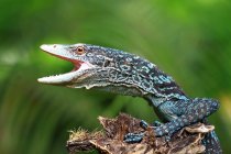 Primer plano de hermoso lagarto salvaje sobre fondo natural - foto de stock