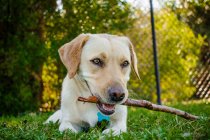 Labrador liegt mit Stock im Maul auf Gras — Stockfoto