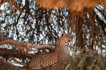 Vista panorámica del leopardo en un árbol, Kgalagadi Transfrontier Park, Sudáfrica - foto de stock
