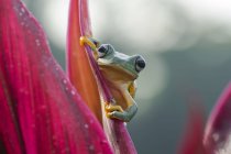 Tree frog on a flower, blurred background — Stock Photo