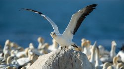 Cape Gannet on a rock, blurred background — Stock Photo