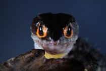 Crocodile skink on a branch, closeup view, selective focus — Stock Photo