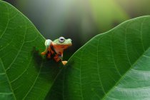 Летающая лягушка на листе, размытом фоне — стоковое фото