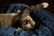 Close-up shot of cute cat lying on sofa — Stock Photo