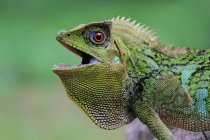 Vista lateral Retrato de um lagarto com a boca aberta, vista de perto, foco seletivo — Fotografia de Stock