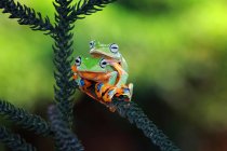 Два Уоллес літаючих жаб на гілку, розмитий фон — стокове фото