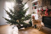 Mann stellt Weihnachtsbaum im Wohnzimmer auf — Stockfoto
