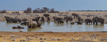 Rebanho de elefantes em pé no buraco de água do Okaukuejo, Parque Nacional de Etosha, Namíbia — Fotografia de Stock
