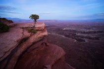 Scenic view of Lone tree, Monument Basin, Grandview Point Trail, Utah, America, USA — Stock Photo