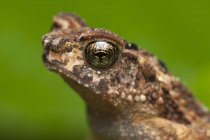 Portrait of a frog against blurred background — Stock Photo