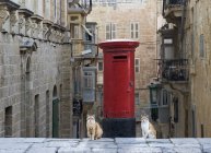 Due gatti seduti davanti a una cassetta delle lettere, La Valletta, Malta — Foto stock