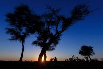 Malerischer Blick auf die Baumsilhouette in der Wüste, saudi-arabien — Stockfoto
