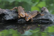 Duas peles de crocodilo numa rocha junto a um lago, vista de perto, foco selectivo — Fotografia de Stock