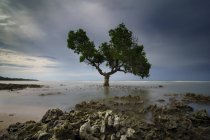 Vista panorámica de Lone tree en la playa, Sumbawa, West Nusa Tenggara, Indonesia - foto de stock