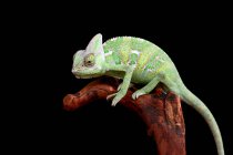 Close-up shot of beautiful colorful chameleon isolated on black — Stock Photo