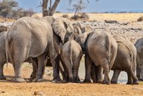 Branco di elefanti in piedi vicino al pozzo d'acqua di Okaukuejo, Parco nazionale di Etosha, Namibia — Foto stock