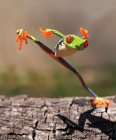 Tree Frog jumping, blurred background — Stock Photo