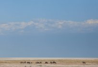 Vista panorámica de ñus, Parque Nacional Etosha, Namibia - foto de stock