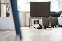 Gato bonito no interior doméstico acolhedor — Fotografia de Stock