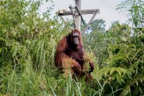 Retrato de uma fêmea orangotango, Bornéu, Indonésia — Fotografia de Stock