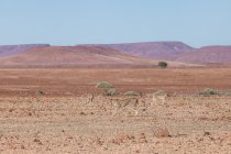 Vista panorámica de Tres guepardos, Damaraland, Namibia - foto de stock