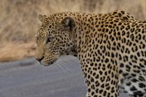 Retrato de leopardo contra fundo borrado — Fotografia de Stock
