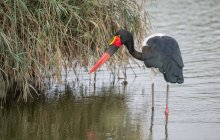 Saddle-billed Stork standing in river, wild life — Stock Photo