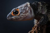 Crocodile skink on a branch, closeup view, selective focus — Stock Photo