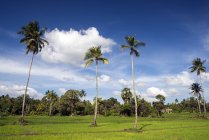 Palme in un campo di risaie, Anuradhapura, Sri Lanka — Foto stock