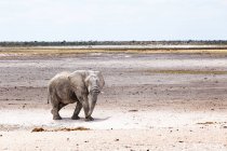 Vue panoramique sur la marche des éléphants, parc national d'Etosha, Namibie — Photo de stock