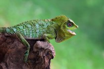 Lizard on a rock, closeup view, selective focus — Stock Photo