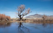 Scenic view of black birds nest in an old dead tree in front of a natural weir in the river — Stock Photo