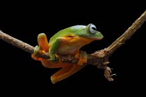 Flying frog on a branch, black background — Stock Photo