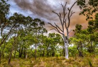 Vista panorámica del incendio de Bush ardiendo en las colinas de Perth, Australia occidental, Australia - foto de stock