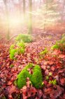 Vista panorámica del bosque de otoño, Suiza - foto de stock