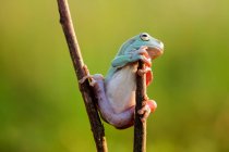 Пухнаста жаба на гілці дерева, розмитий фон — стокове фото