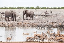 Elefantes, springbok y cebra de pie junto a un pozo de agua, Parque Nacional Etosha, Namibia - foto de stock