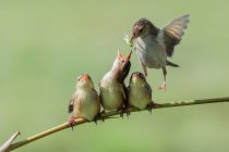 Primo piano colpo di gruppo di bellissimi uccelli su ramo — Foto stock