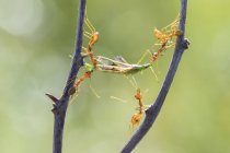 Vue rapprochée de cinq fourmis portant un insecte mort — Photo de stock
